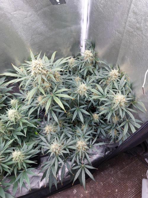 autoflower gorilla cookies fastbud. Week 3