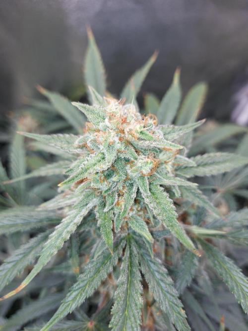 autoflower gorilla cookies fastbud. Week 3