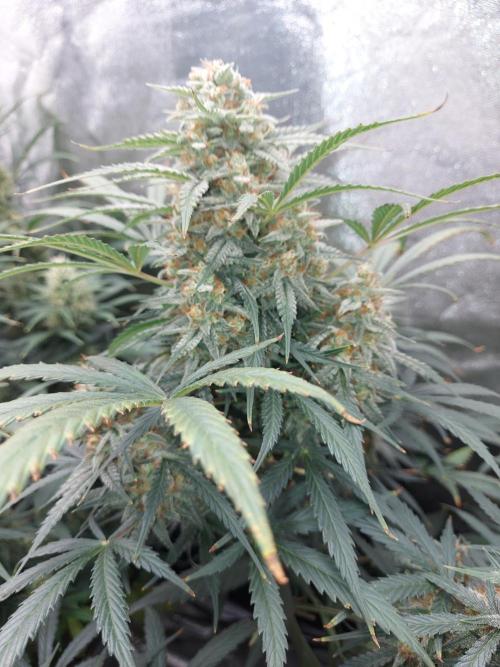 autoflower gorilla cookies fastbud. Week 3