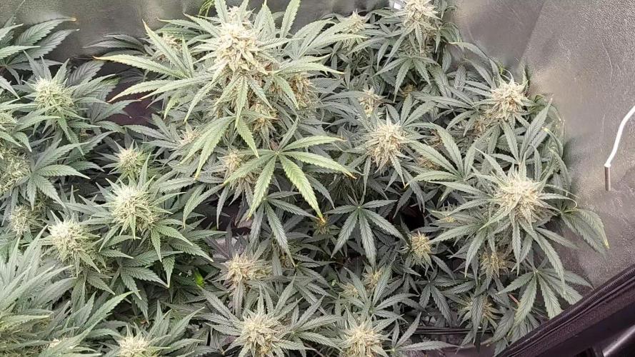 autoflower gorilla cookies fastbud