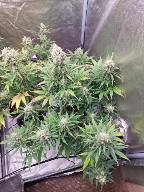 frost banger. Week 3