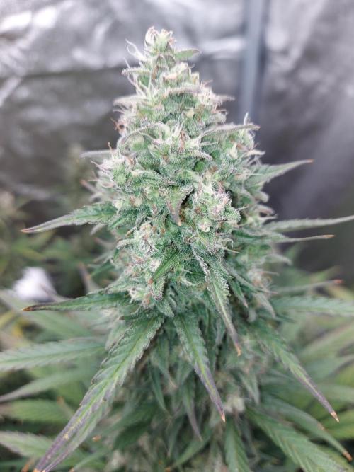 frost banger. Week 3