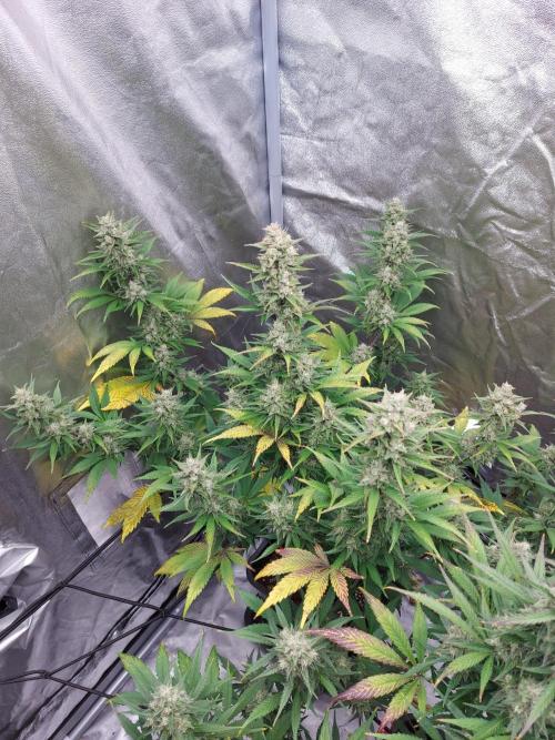 frost banger. Week 3