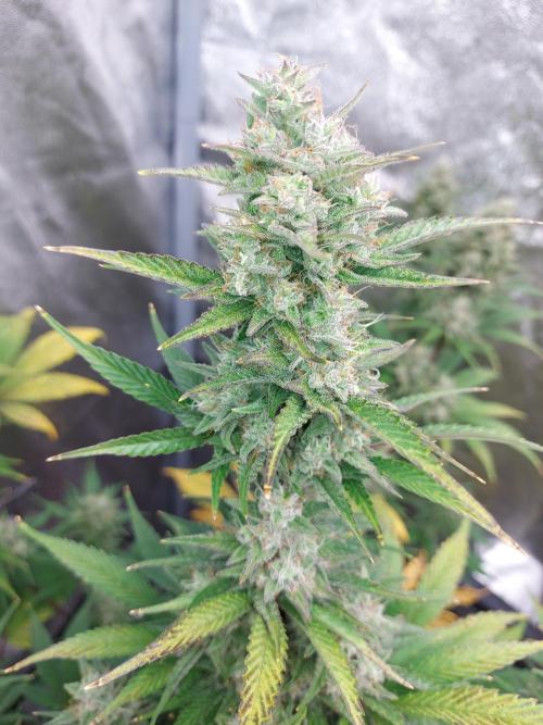 frost banger. Week 3