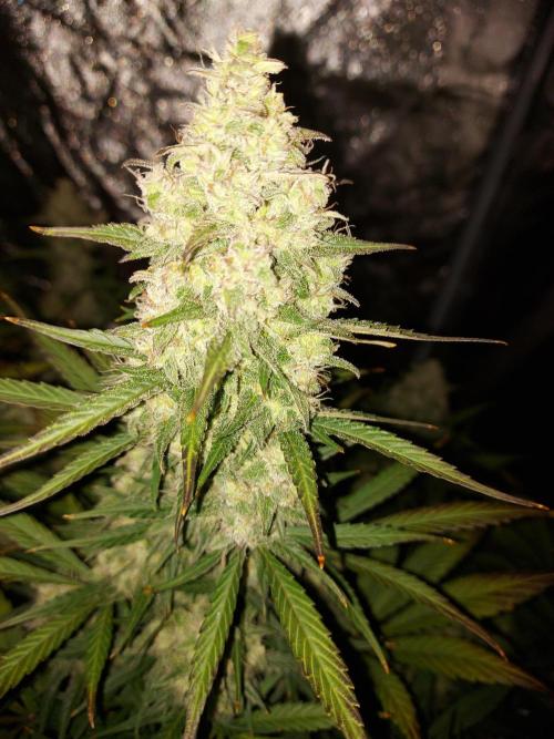 frost banger. Week 3