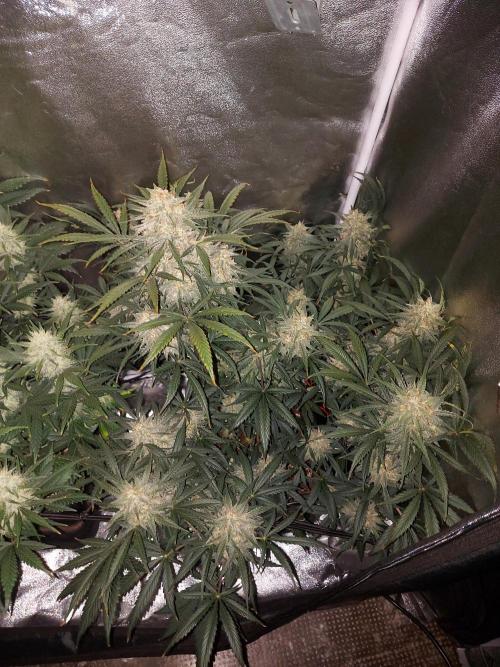 autoflower gorilla cookies fastbud. Week 3