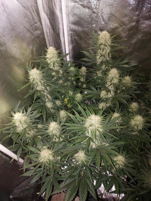 autoflower gorilla cookies fastbud. Week 3