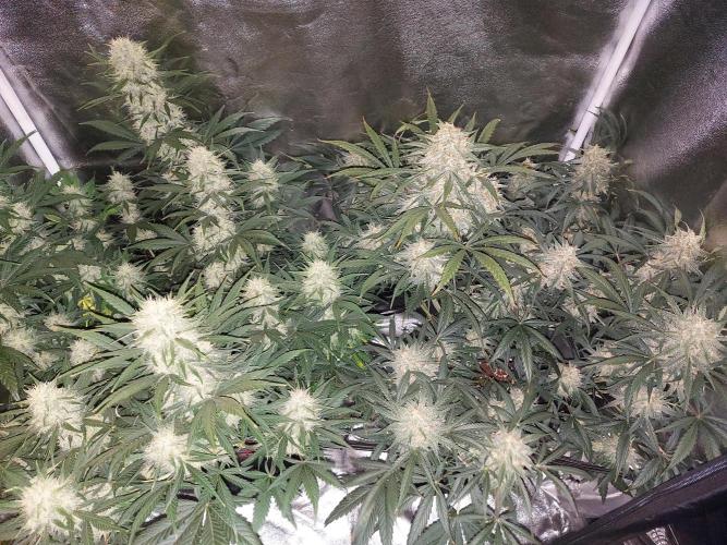 autoflower gorilla cookies fastbud. Week 3