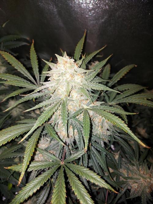 autoflower gorilla cookies fastbud. Week 3