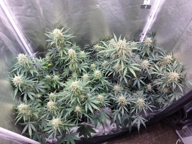 autoflower gorilla cookies fastbud. Week 3