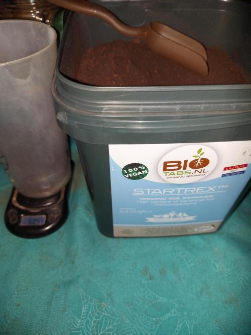 RF3 CHERY COLA. Week 0 - 50 gr dans la terre 
light mix