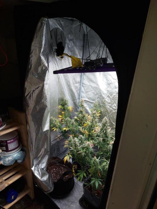 RF3 CHERY COLA. Week 0 - tente 