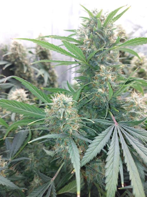 autoflower gorilla cookies fastbud. Week 4