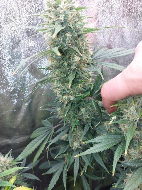 autoflower gorilla cookies fastbud. Week 4