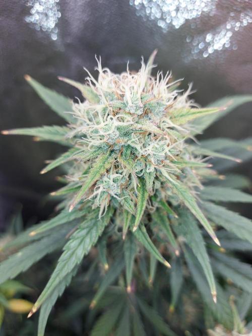 autoflower gorilla cookies fastbud. Week 4