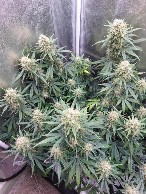 autoflower gorilla cookies fastbud. Week 4