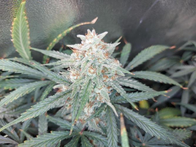 autoflower gorilla cookies fastbud. Week 4