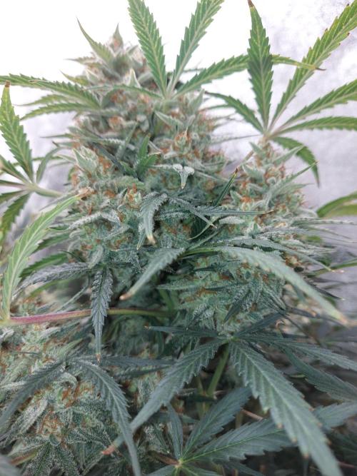 autoflower gorilla cookies fastbud. Week 4