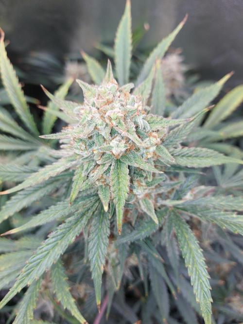 autoflower gorilla cookies fastbud. Week 4