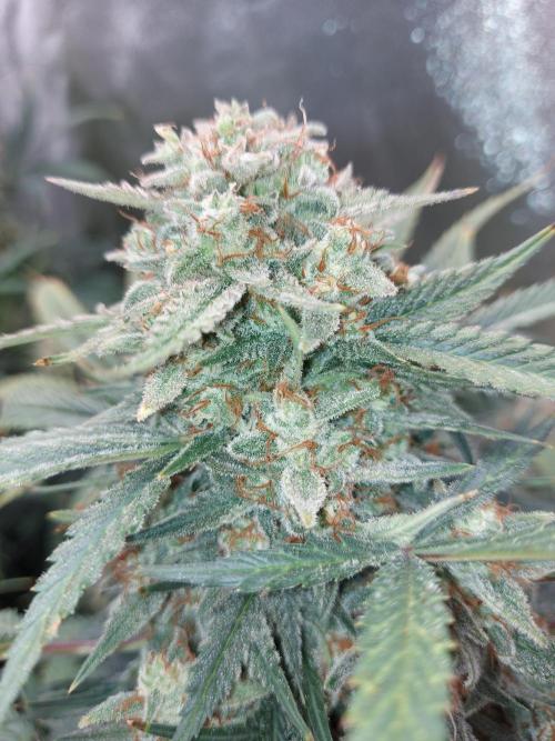 autoflower gorilla cookies fastbud. Week 4