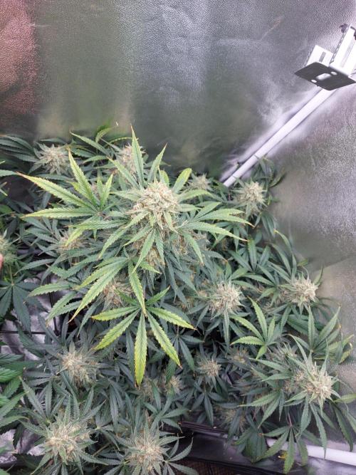 autoflower gorilla cookies fastbud. Week 4