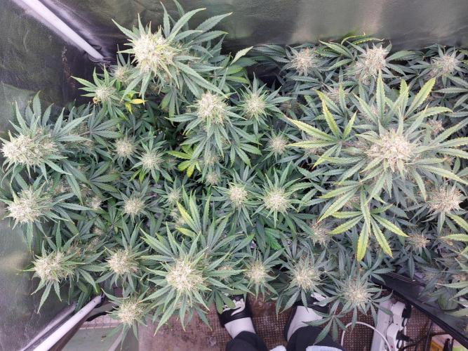 autoflower gorilla cookies fastbud. Week 4