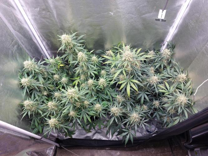 autoflower gorilla cookies fastbud. Week 4