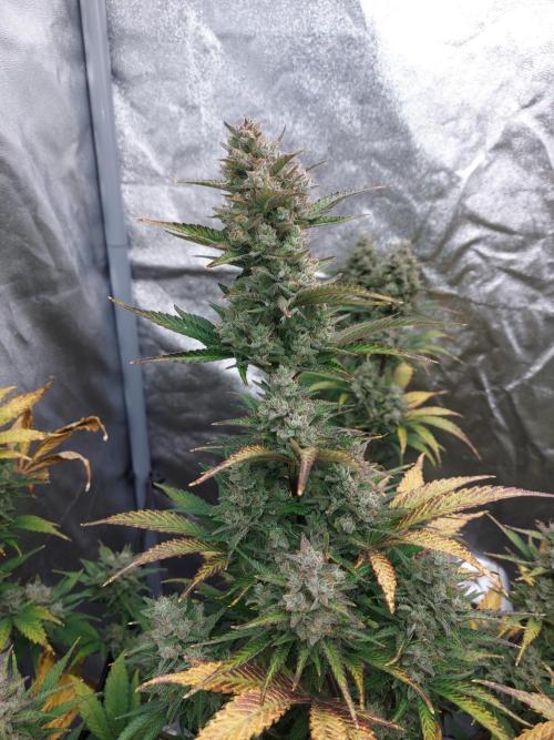 frost banger. Week 4