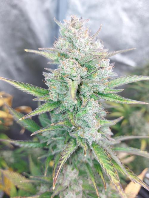 frost banger. Week 4