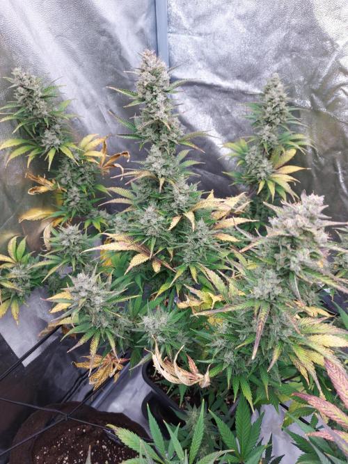 frost banger. Week 4