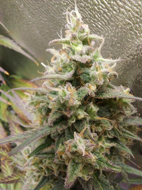 frost banger. Week 4