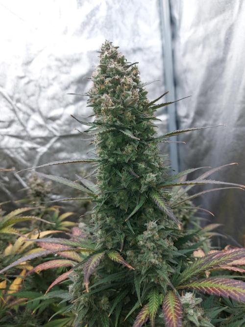 frost banger. Week 4