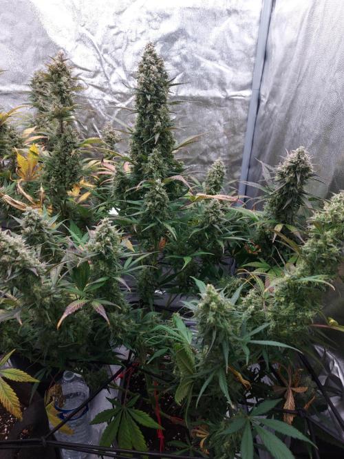 frost banger. Week 4