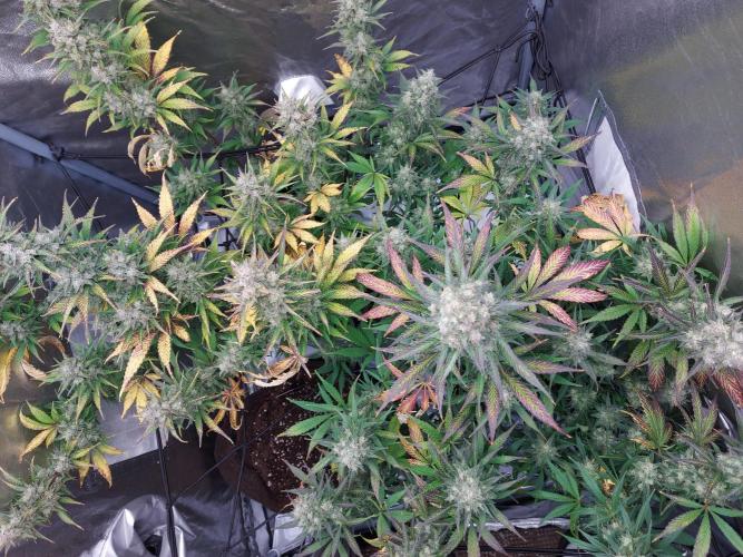 frost banger. Week 4