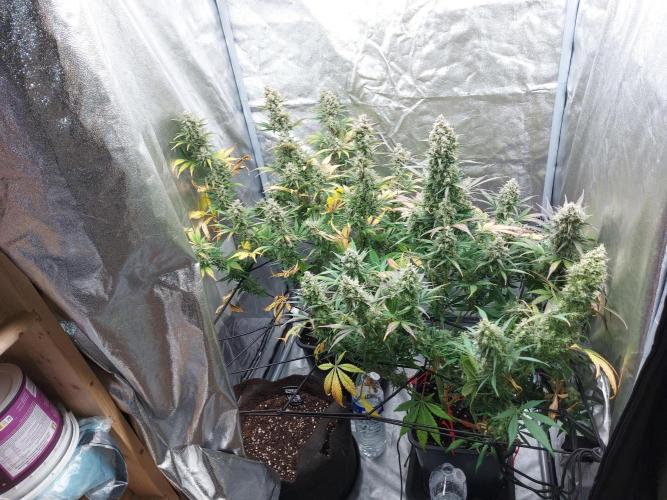 frost banger. Week 4