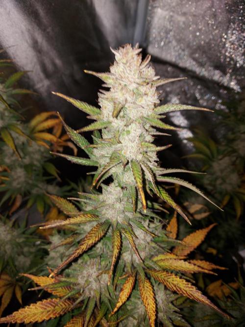 frost banger. Week 4