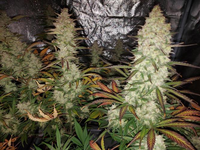 frost banger. Week 4