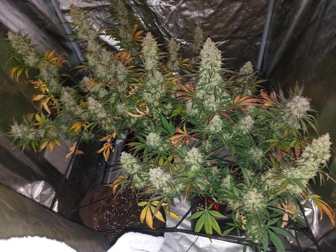 frost banger. Week 4