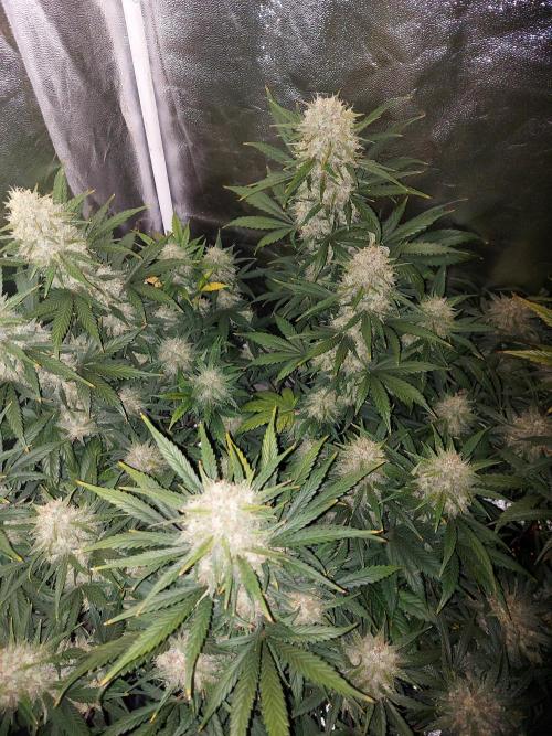 autoflower gorilla cookies fastbud. Week 4