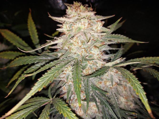 autoflower gorilla cookies fastbud. Week 4