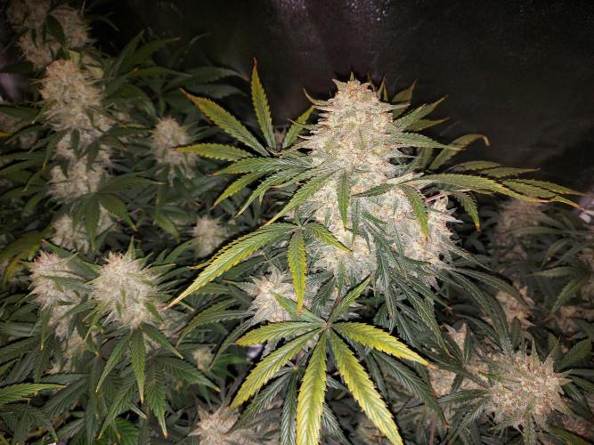 autoflower gorilla cookies fastbud. Week 4