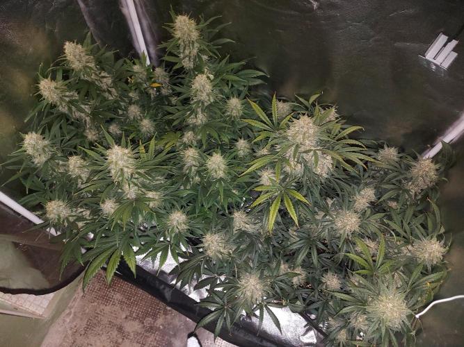 autoflower gorilla cookies fastbud. Week 4