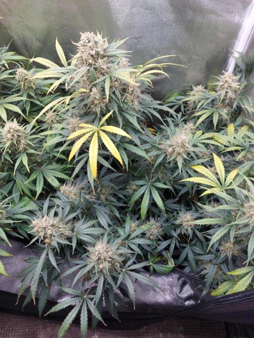 autoflower gorilla cookies fastbud. Week 4 - J-5
finish