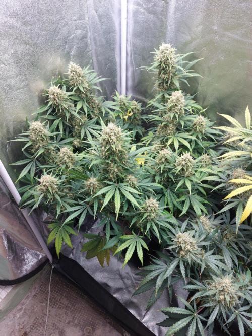 autoflower gorilla cookies fastbud. Week 4 - more times