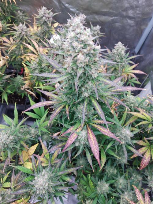 frost banger. Week 4