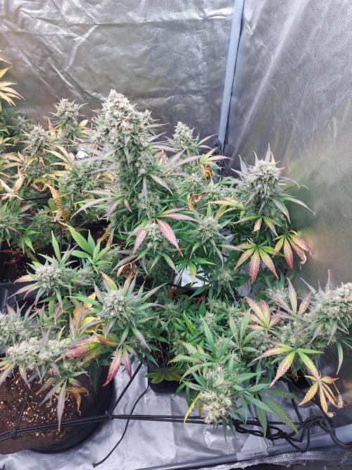 frost banger. Week 4 - first day rincage 