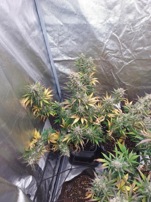 frost banger. Week 4 - J-5
finish