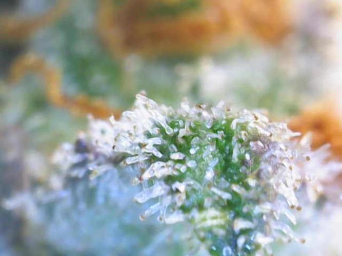 autoflower gorilla cookies fastbud