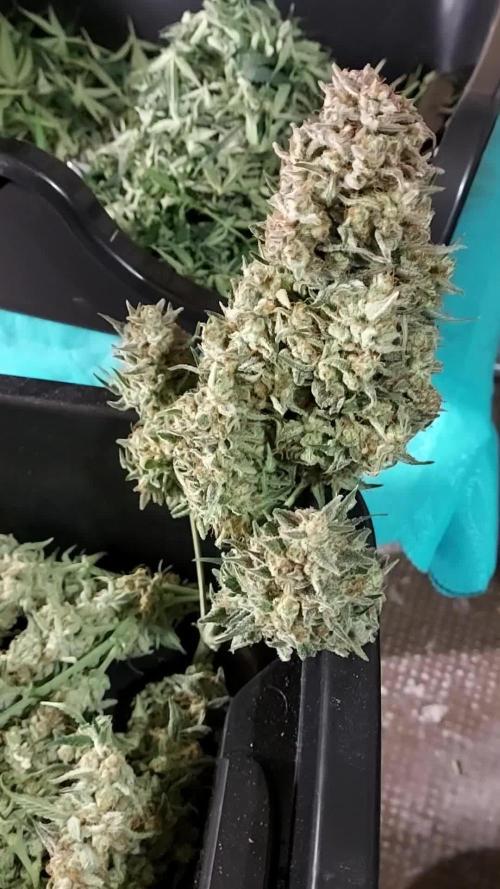 autoflower gorilla cookies fastbud