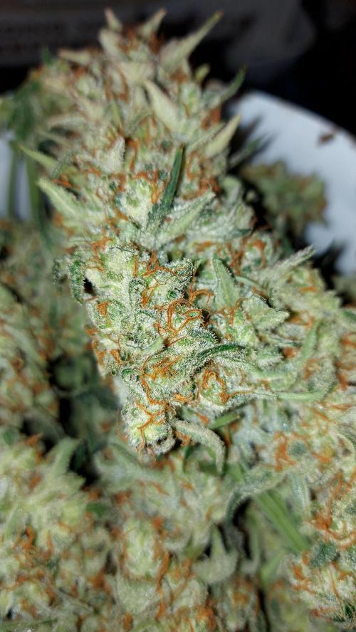 autoflower gorilla cookies fastbud. Week 5